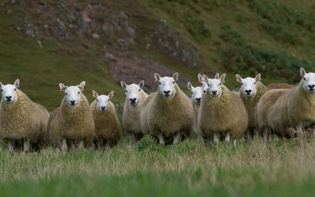Sheep Outlook 2022
